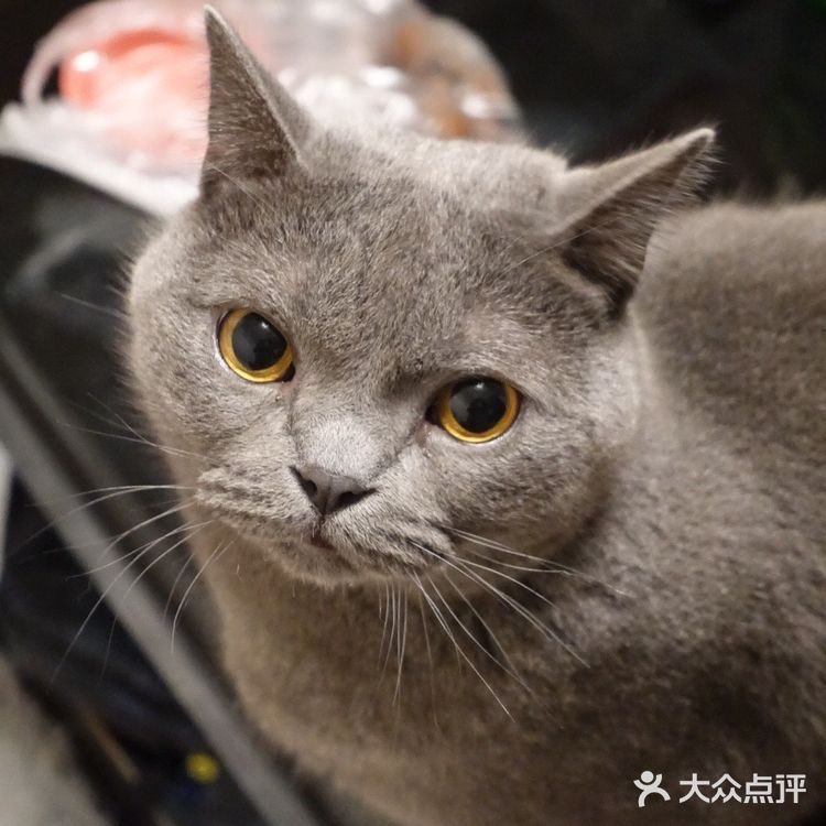 肥的流油、活波可爱的小猫咪!