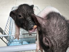 -怪兽屋·羊驼·猫咖·狗咖(俊华广场店)