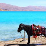 打卡西藏羊湖 神秘日托寺