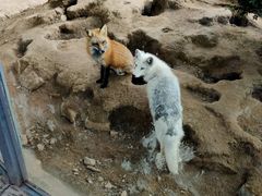 -青岛森林野生动物世界