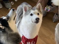 -Husky Go! 哈士奇体验馆·宠物咖啡厅狗咖