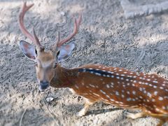 -石家庄市动物园