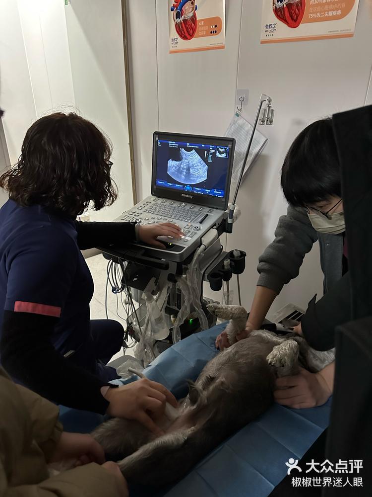 一年一度的体检.毛孩子躺下还是有点紧张,-大众点评
