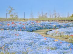 -上海滨江森林公园