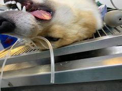 -安安宠医宠物医院·异宠·犬猫内科(岳阳分院)