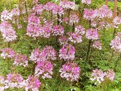 -广西壮族自治区药用植物园