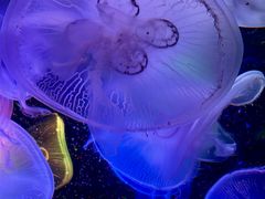 -太平洋海底世界