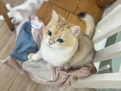 -李小姐の猫咖啡馆(五角场店)