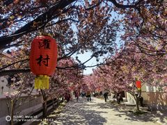 -莱阳濯村樱花园