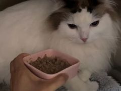 -创凡宠物医院·骨专科  猫科中心(西乡分院)
