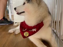 -Husky Go! 哈士奇体验馆·宠物咖啡厅狗咖