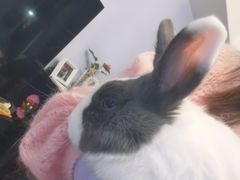 -爱侣宠医·鹦鹉专科·小型哺乳类·异宠专科(灵石路店)