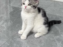 -pd派德宠物中心医院24H急重症·眼科中心·血液透析中心(嵩山北路店)