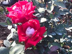 -人民公园(罗湖区)