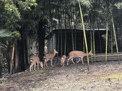 -鹿院坪生态旅游景区