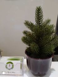 -美丽田园Beauty Farm