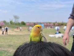 -武汉紫薇都市田园