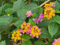 -广西壮族自治区药用植物园