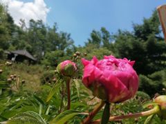 -黑龙江省森林植物园