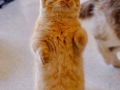 -飞行喵MR PILOT|猫舍·猫咖(静安大融城店)