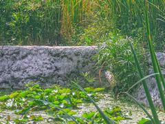 -成都市活水公园