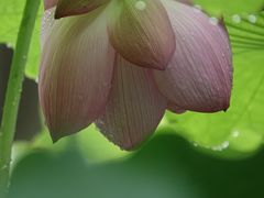 -陈家山荷花公园