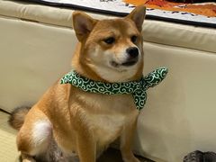 -逗柴咖啡屋·狗咖猫咖宠物桌游