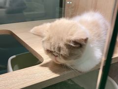 -BABIT巴比特宠物(MOMOPARK店)