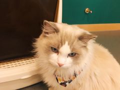 -飞行喵MR PILOT|猫舍·猫咖(静安大融城店)