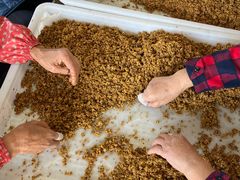 -苏州市吴中区光福窑上花果蜜饯厂