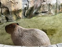 -海合安成都极地海洋公园