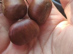 -阿男野栗王(金门路店)