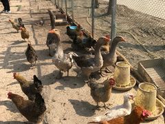 -甜心庄园·甜心草莓采摘园(西青中北店)