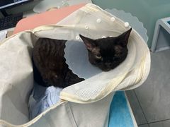 -达爱动物医院·犬猫分区·CT·复杂眼科(远洋山水分院)