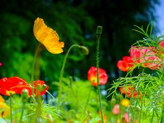 -上海共青森林公园