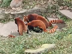 -都江堰中华大熊猫苑