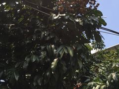 -从化深英荔枝黄皮龙眼采摘园