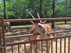 -大连森林动物园