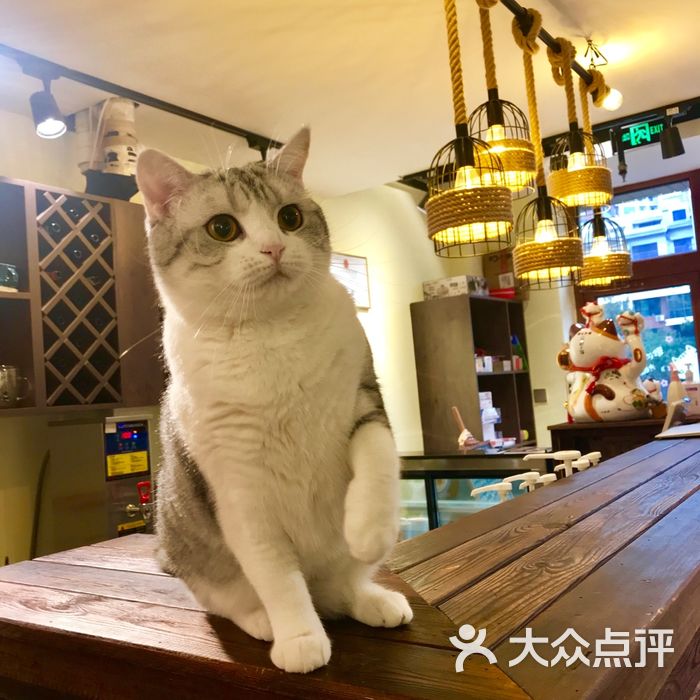 有一间猫咖
