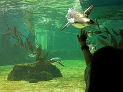 -悉尼海洋生物水族馆