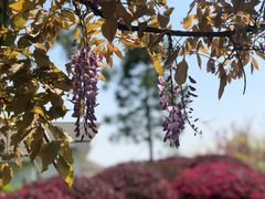 -杭州湾海上花田景区