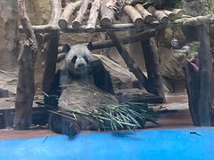 -成都动物园