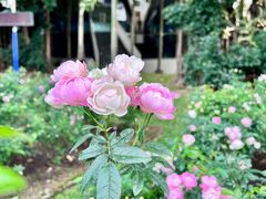 -人民公园(罗湖区)