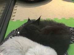 -东方名猫馆·英短金渐层布偶猫舍(环线广场1号楼店)