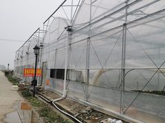 -喜杨洋草莓采摘园
