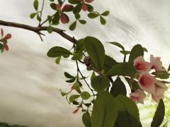 -豫满楼(正光路店)