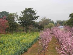 -天适樱花悠乐园