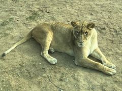 -北京野生动物园