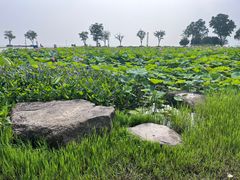 -滆湖低碳生态公园