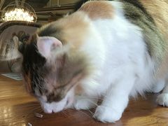 -more than meow吴止猫主题餐厅(承德 中船汇店)